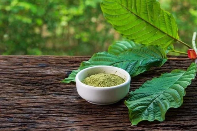 
 Inovasi Kratom Berbasis Nanoteknologi: Masa Depan Ekspor Kalimantan Barat